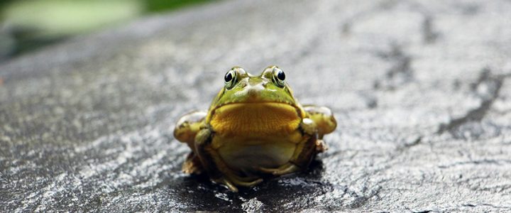 Frog5